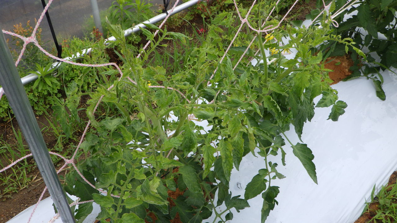 ミニトマトが全体的に黄色くなって 葉が縮れ 生育が遅い 野菜作り失敗の傾向と対策