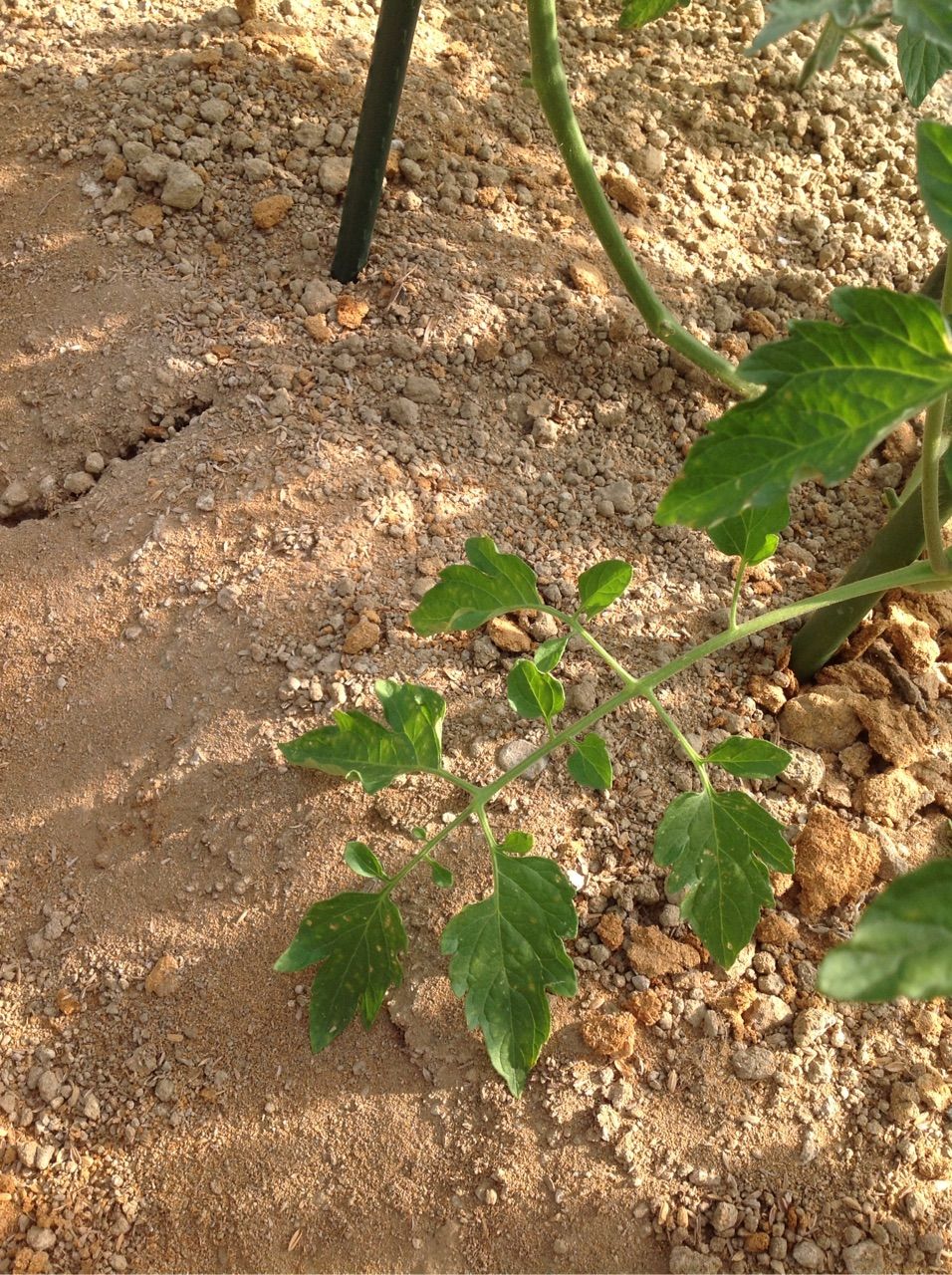 トマトの下葉に病気みたいな斑点が出る 野菜作り失敗の傾向と対策