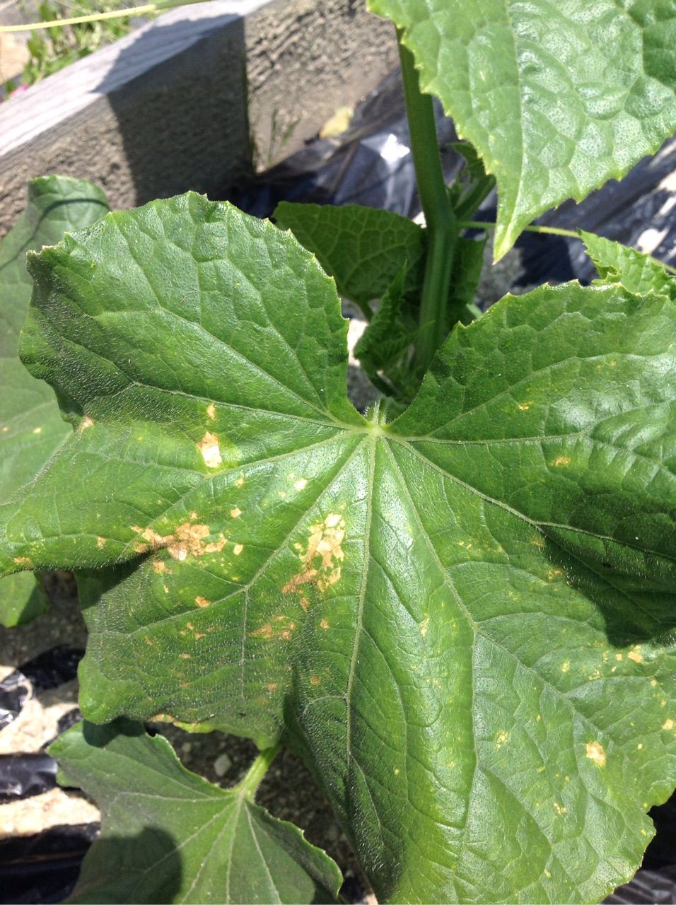 きゅうりの下葉に病斑が出る②炭疽病 野菜作り失敗の傾向と対策
