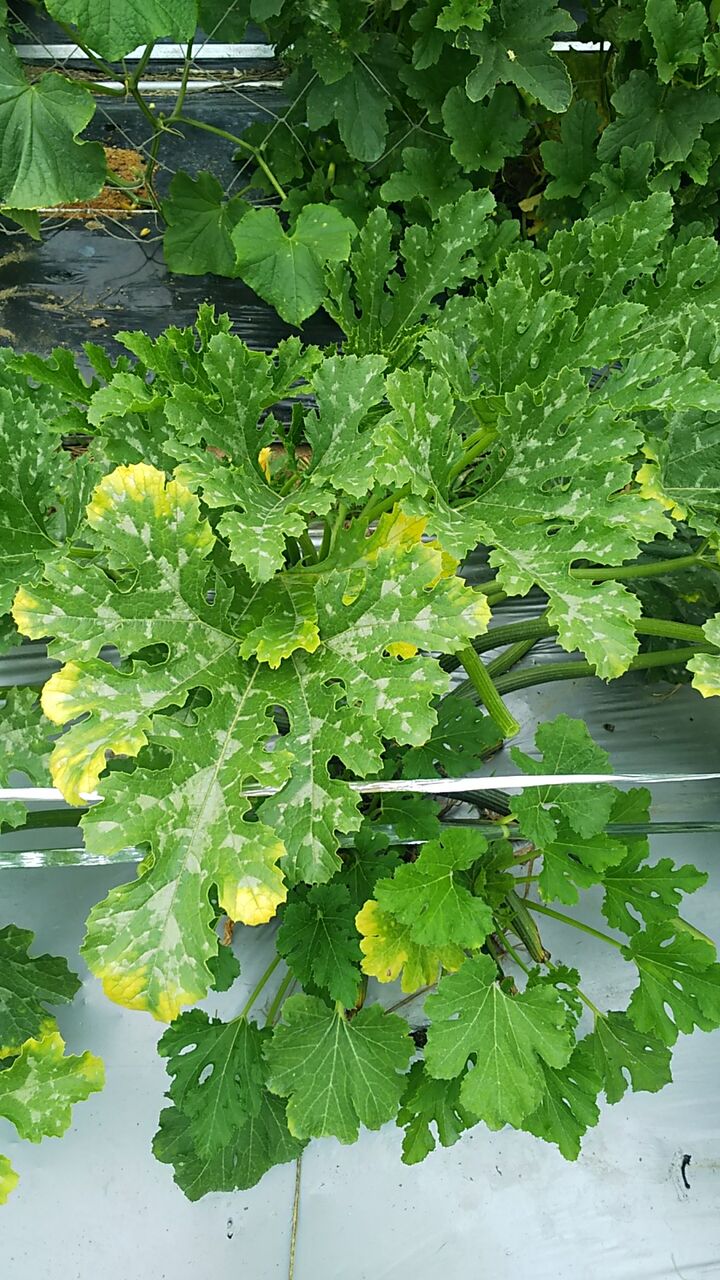 ズッキーニの葉先が黄色く枯れてくる 野菜作り失敗の傾向と対策 ズッキーニの葉先が黄色く枯れてくる 野菜作り失敗の傾向と対策