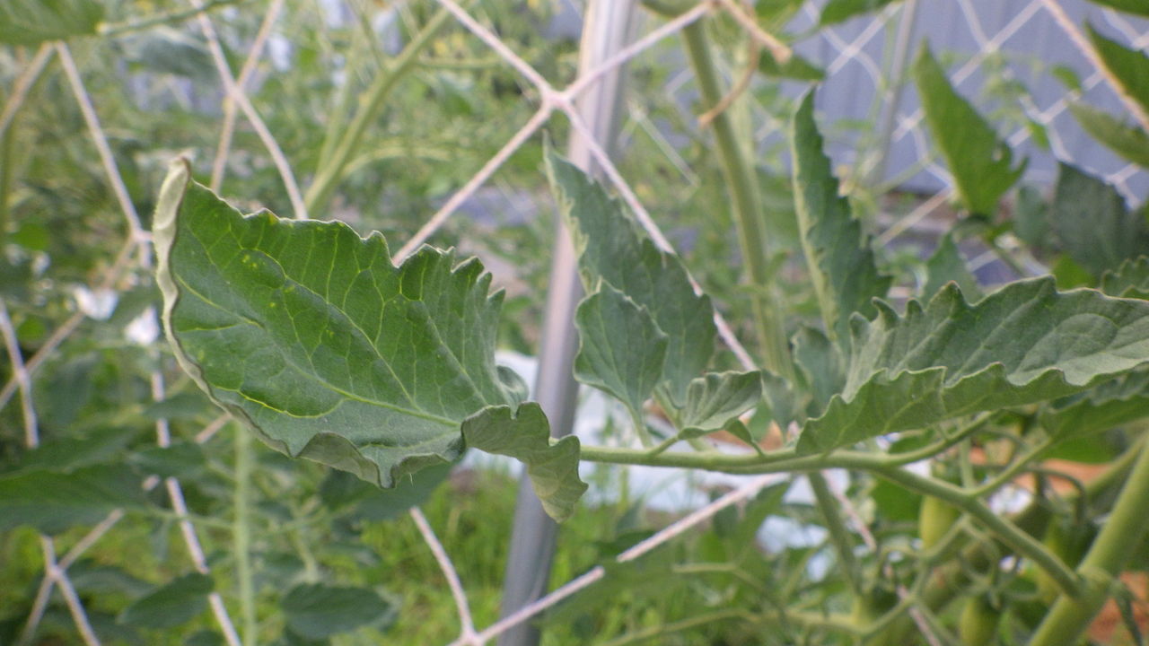 トマトの葉が内側に丸まり 葉の先端が萎れる 野菜作り失敗の傾向と対策