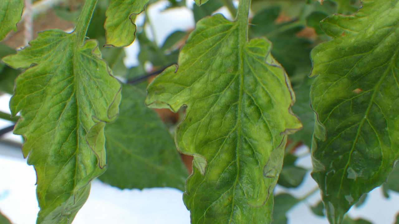 ミニトマトが全体的に黄色くなって 葉が縮れ 生育が遅い 野菜作り失敗の傾向と対策