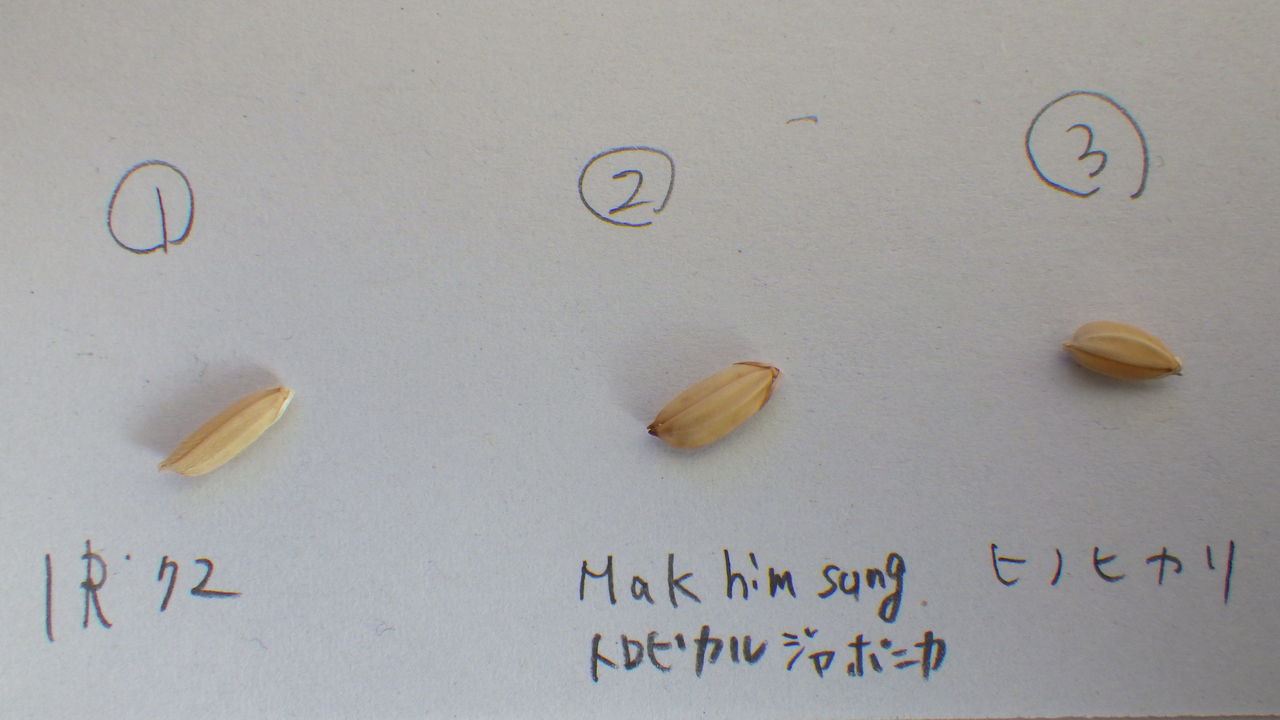 インディカ米とジャポニカ米とジャバニカ米 野菜作り失敗の傾向と対策