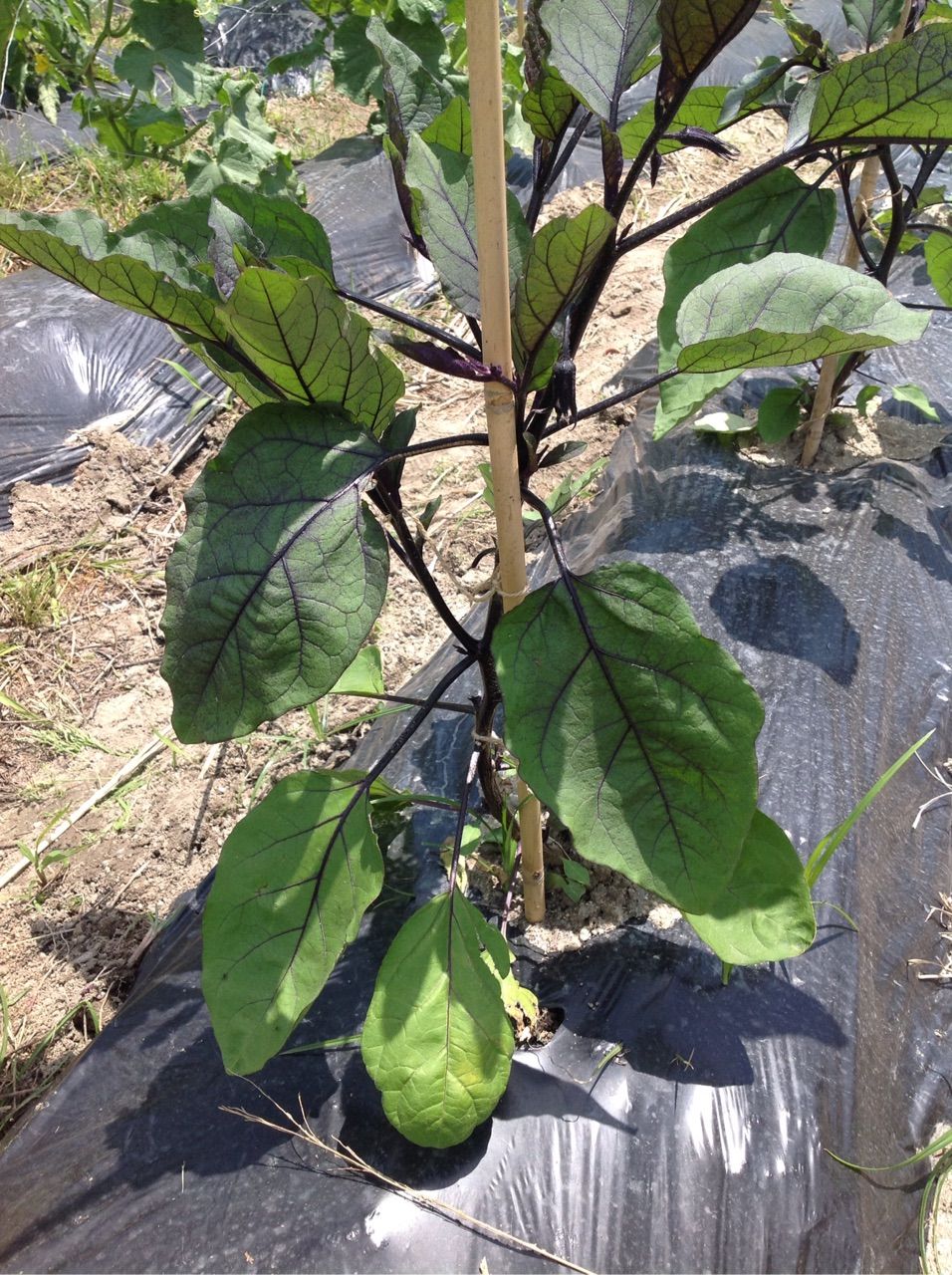 ナスの下葉が黄色くなる 野菜作り失敗の傾向と対策