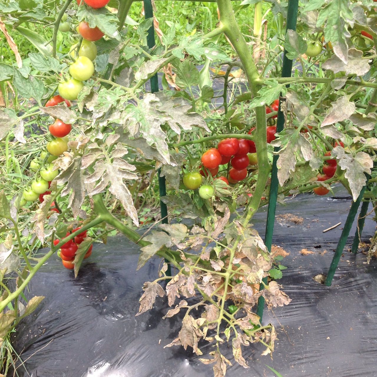 トマトの茎が茶色っぽく少しずつ葉が枯れてくる 野菜作り失敗の傾向と対策