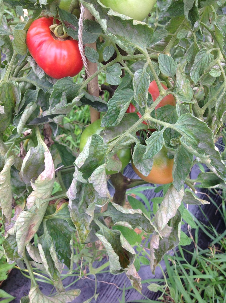 トマトの葉が白くなる 野菜作り失敗の傾向と対策