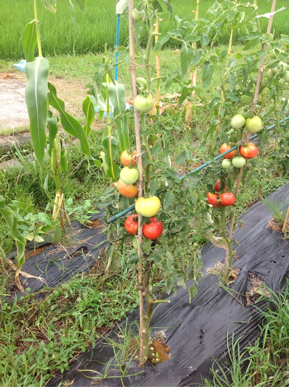 トマトの茎が茶色っぽく少しずつ葉が枯れてくる 野菜作り失敗の傾向と対策