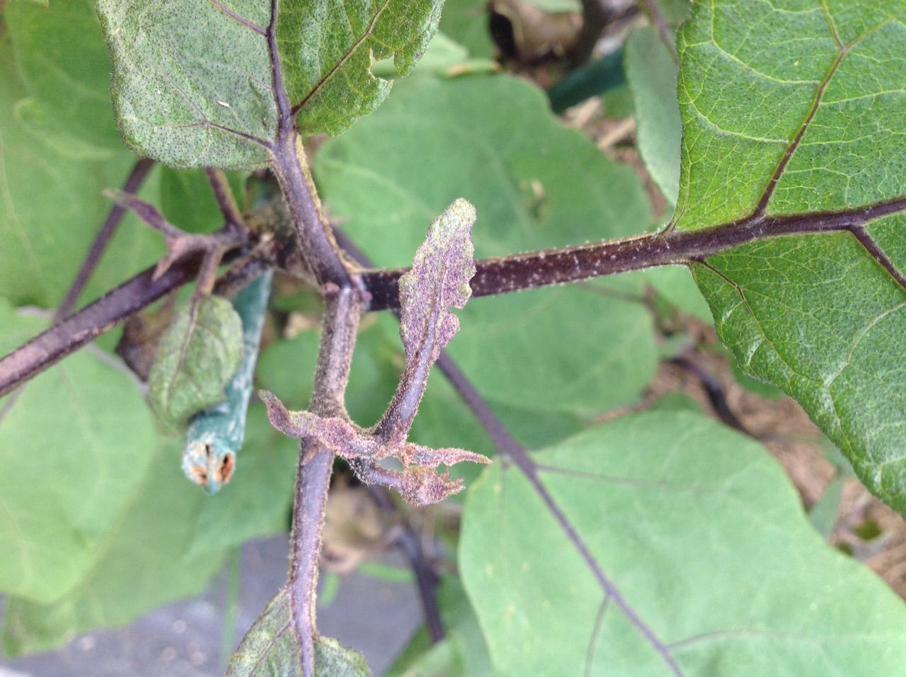 ナスの葉や先端や実の色がくすんだ茶色になる 野菜作り失敗の傾向と対策