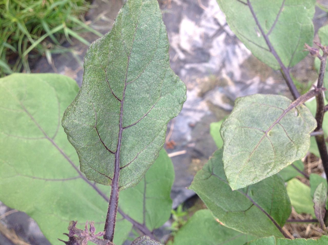 ナスの葉や先端や実の色がくすんだ茶色になる 野菜作り失敗の傾向と対策