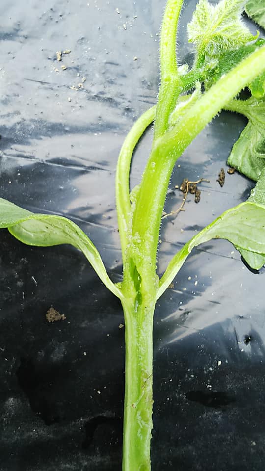 定植したきゅうりの苗が急にしおれてしまう 野菜作り失敗の傾向と対策