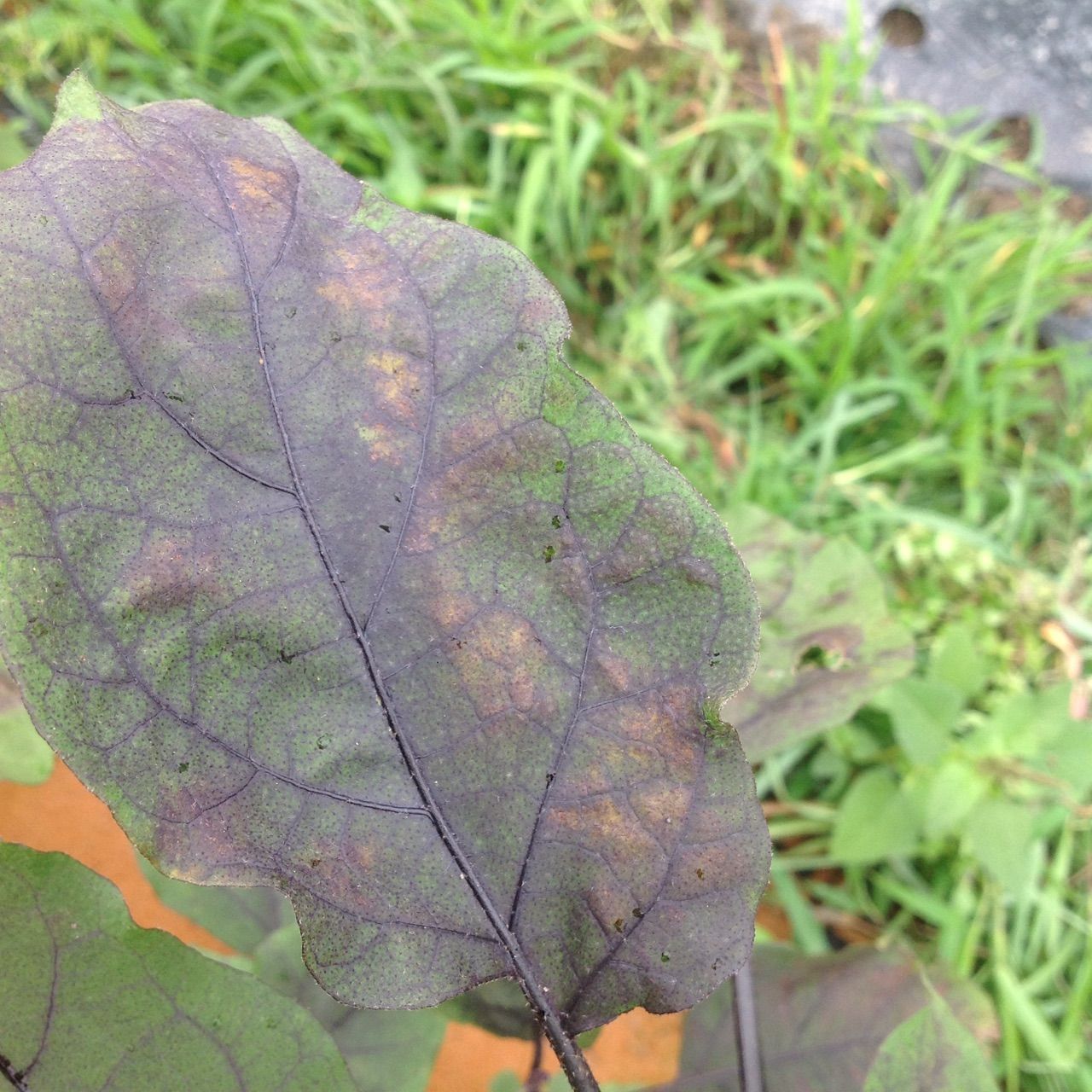 ナスの葉が茶色くなり 株全体の元気がなくなる 野菜作り失敗の傾向と対策