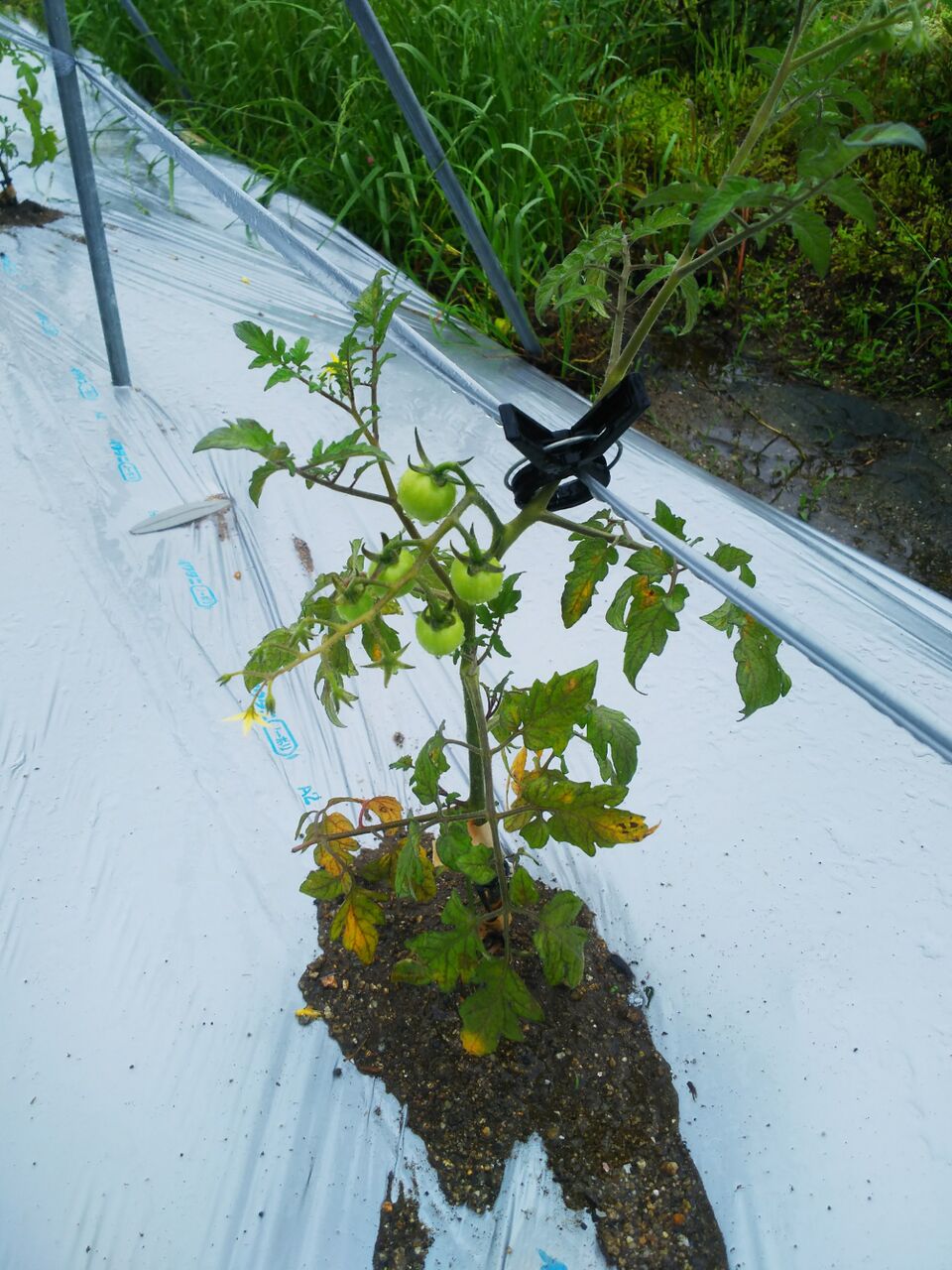 ミニトマトを定植したが生長が遅く 下葉が黄色く枯れてくる 野菜作り失敗の傾向と対策 ミニトマトを定植したが生長が遅く 下葉が黄色く枯れてくる 野菜作り失敗の傾向と対策