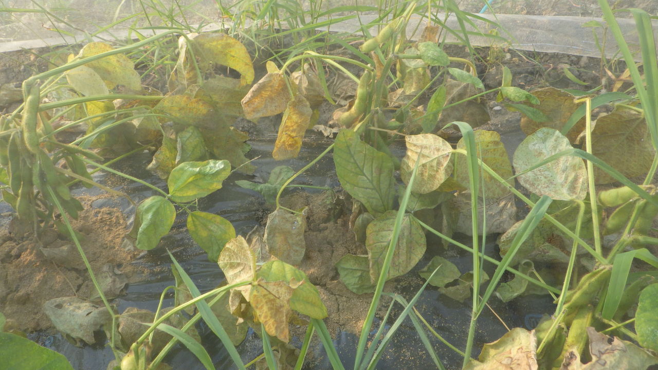 大豆 枝豆 の葉裏が赤くなり次第に枯れて葉が落ちてしまう 野菜作り失敗の傾向と対策