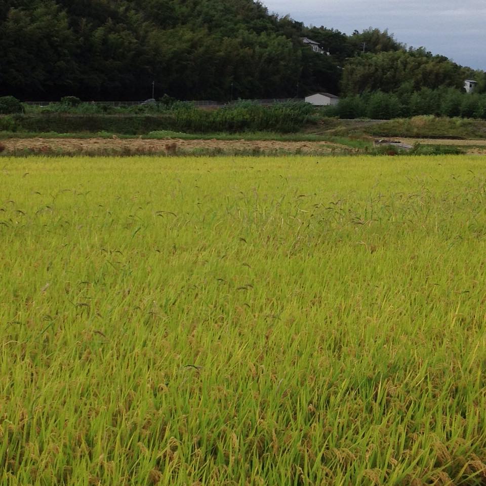 雑草について考える 水田のヒエの防除 野菜作り失敗の傾向と対策