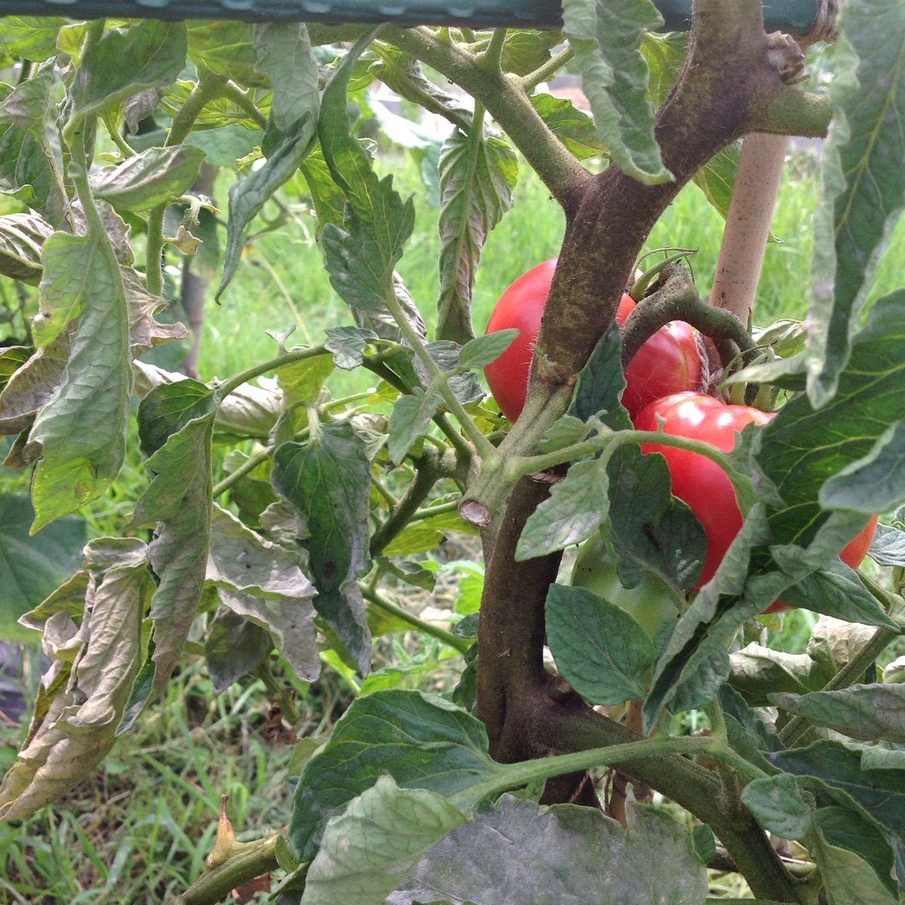 トマトの茎が茶色っぽく少しずつ葉が枯れてくる 野菜作り失敗の傾向と対策