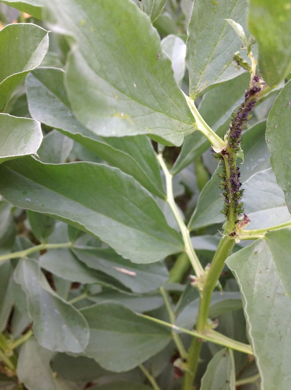 ソラマメの茎の先端にアブラムシが付きまくる 野菜作り失敗の傾向と対策