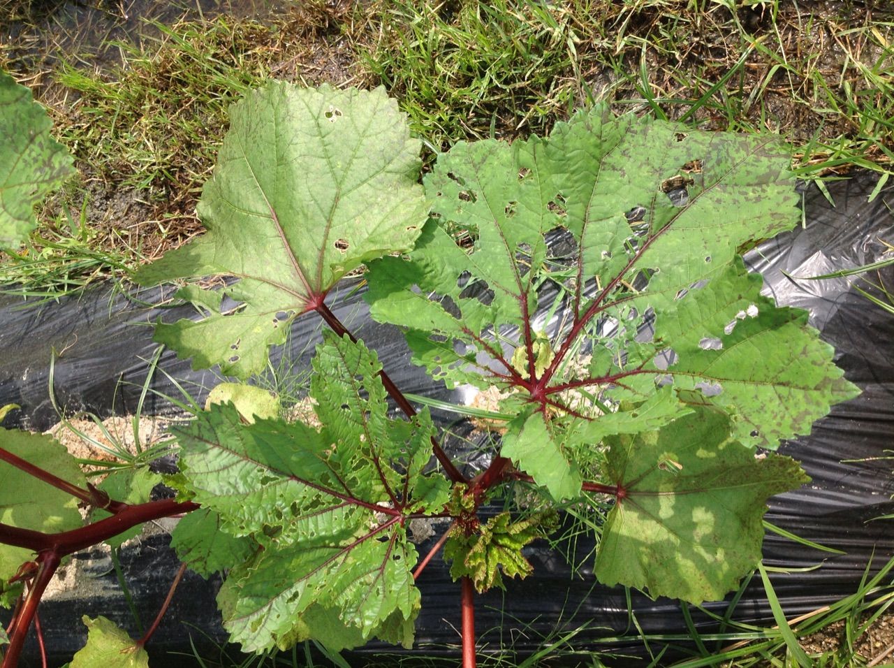 オクラの葉っぱが穴だらけになる 野菜作り失敗の傾向と対策