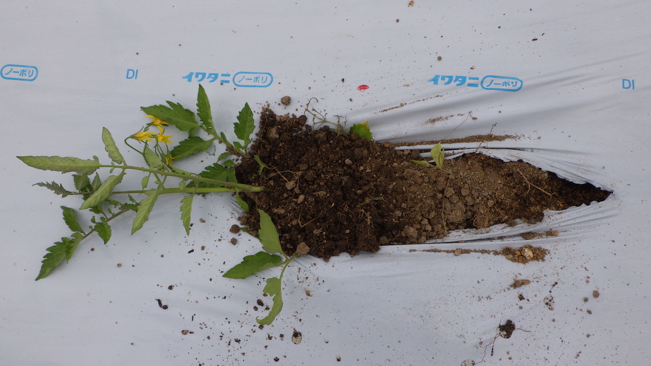 トマトの寝かせ植え 野菜作り失敗の傾向と対策 トマトの寝かせ植え 野菜作り失敗の傾向と対策