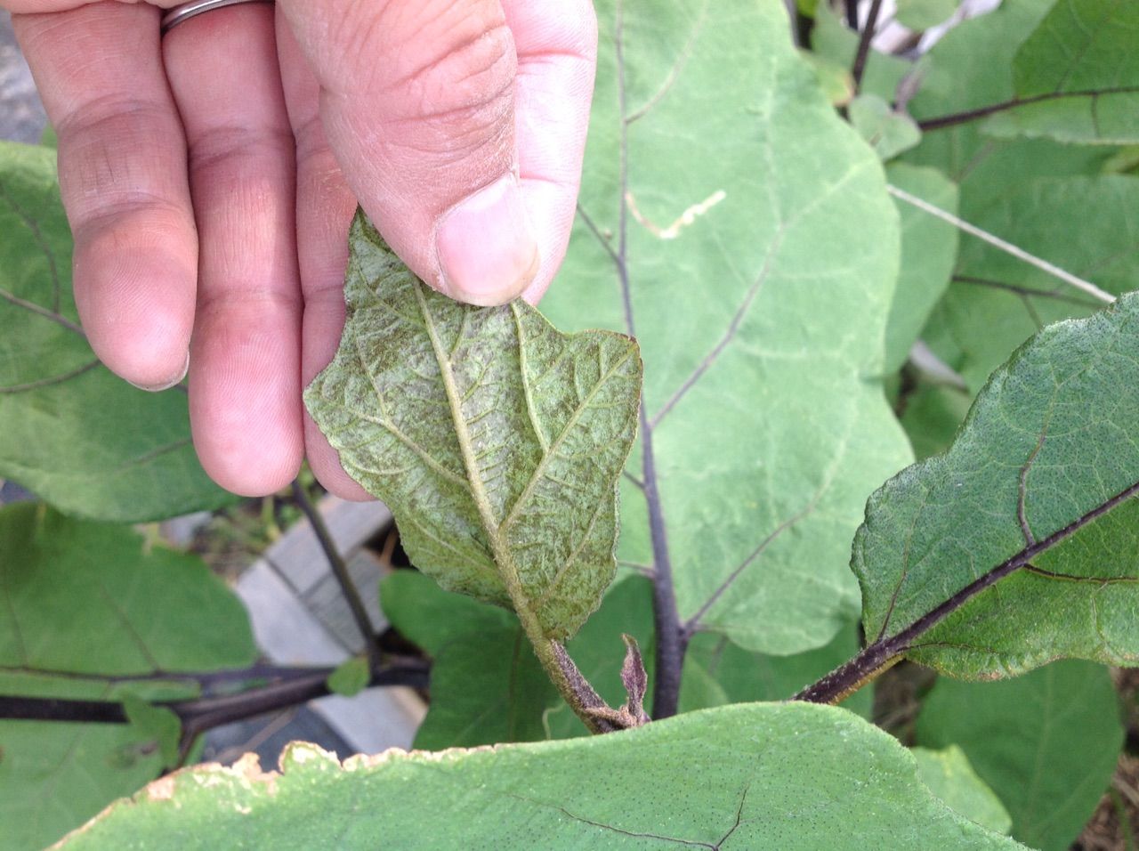 ナスの葉や先端や実の色がくすんだ茶色になる 野菜作り失敗の傾向と対策