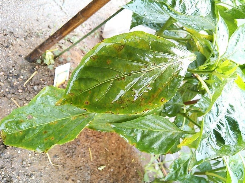 パプリカの葉が黄色くなり 斑点のようなものが出てくる 野菜作り失敗の傾向と対策
