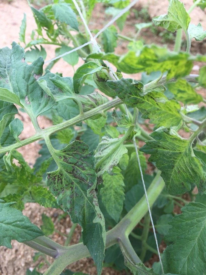 トマトの葉や茎の病気らしい斑点が出て 生長点付近が黄緑と緑のまだら症状がでる 野菜作り失敗の傾向と対策
