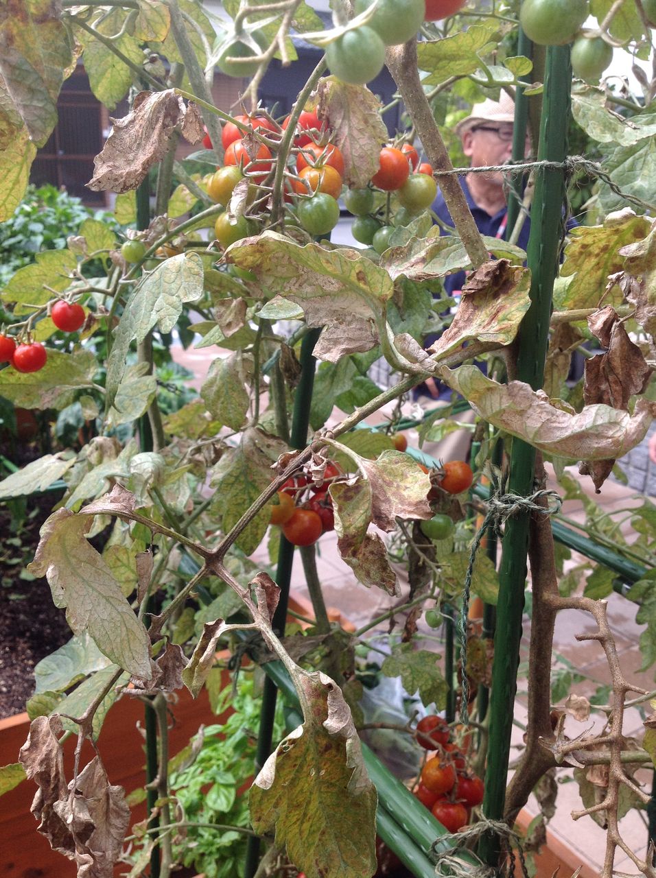 ミニトマトの葉が全体的に白っぽく色が抜けたようになる 野菜作り失敗の傾向と対策