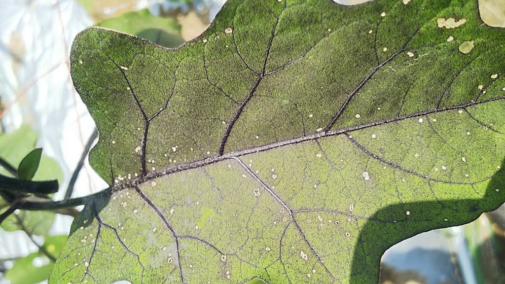 ナスの葉が白くなる ナスの葉の表面が点々と白くなる 野菜作り失敗の傾向と対策