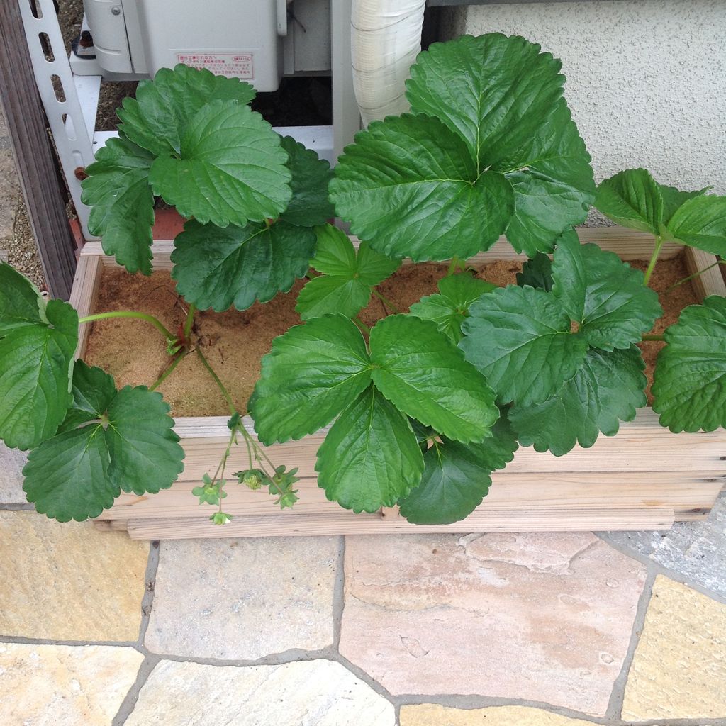 いちごの花が少ない 野菜作り失敗の傾向と対策