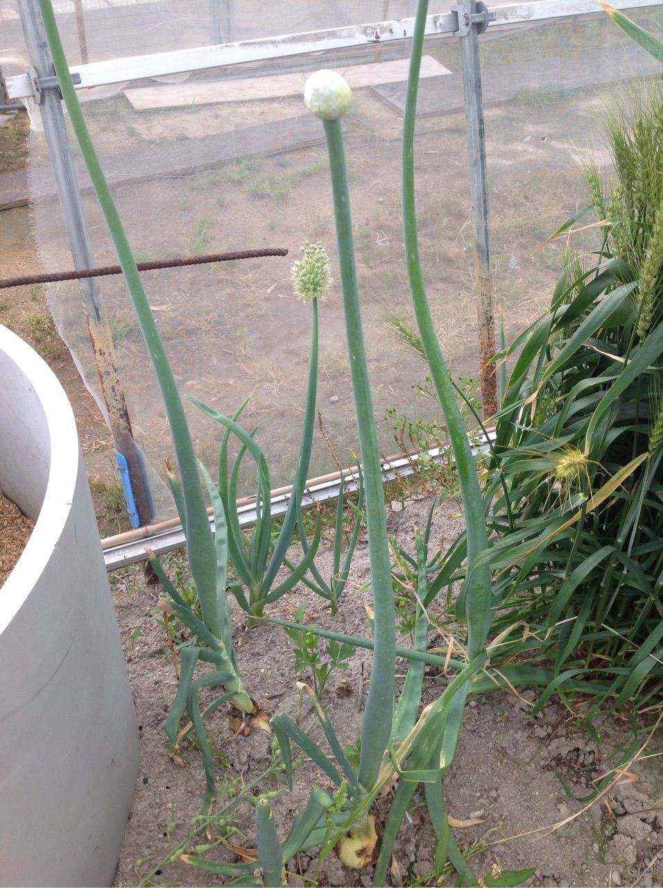 タマネギに葱坊主ができてしまった 野菜作り失敗の傾向と対策 タマネギに葱坊主ができてしまった 野菜作り失敗の傾向と対策