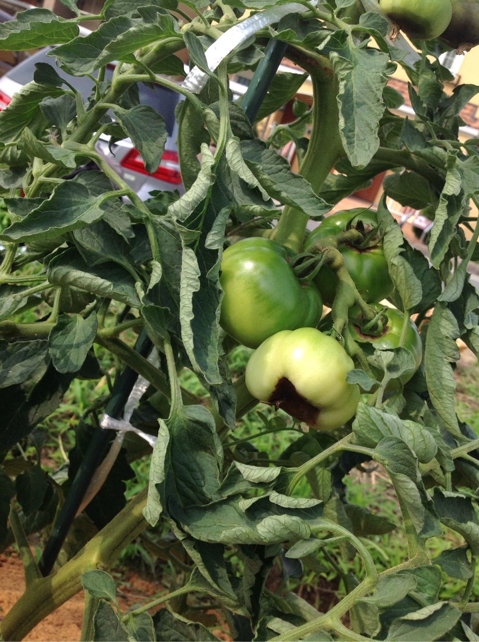 大玉トマトの果実が黒くなる 野菜作り失敗の傾向と対策