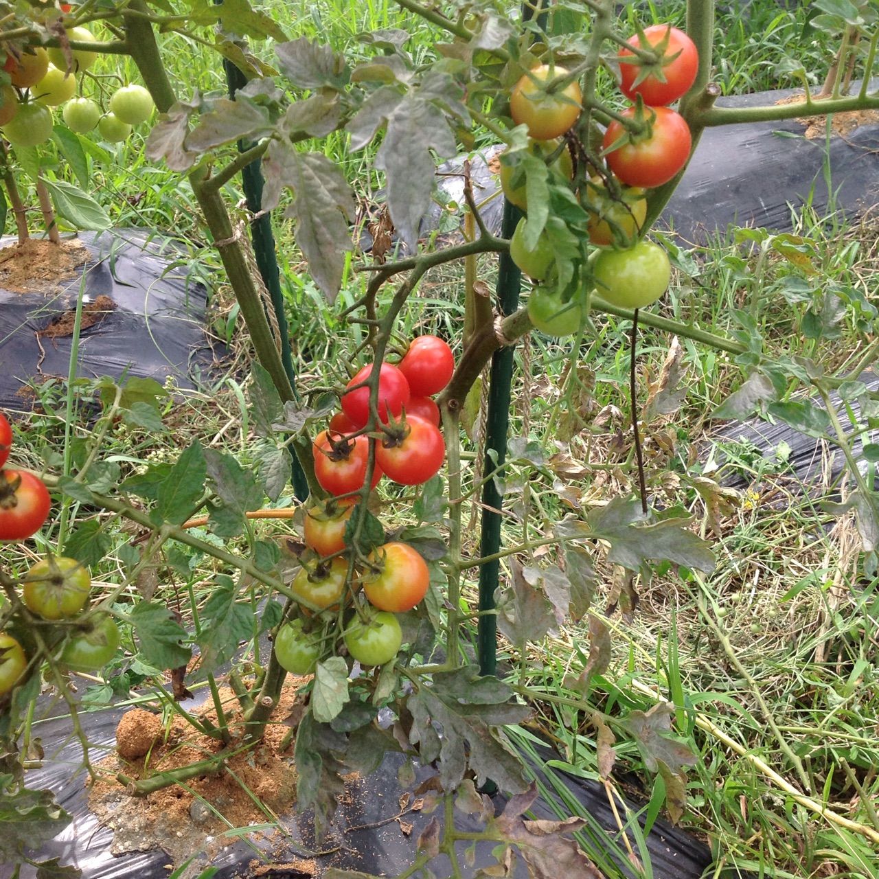 トマトの茎が茶色っぽく少しずつ葉が枯れてくる 野菜作り失敗の傾向と対策