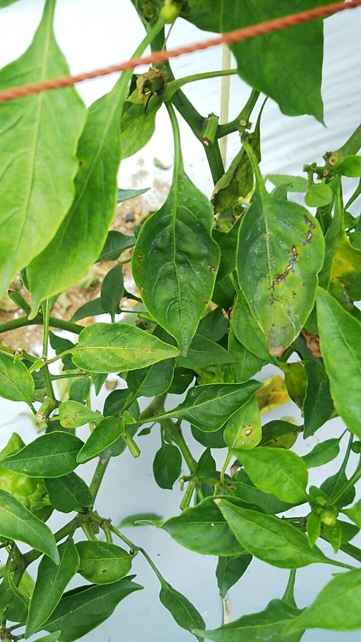 ピーマンの葉に黒い病斑が出てくる 野菜作り失敗の傾向と対策