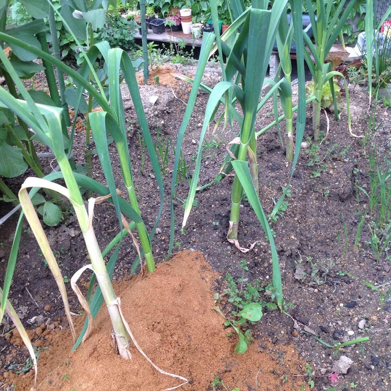 ニンニクが全体的に黄色くなって枯れる 野菜作り失敗の傾向と対策