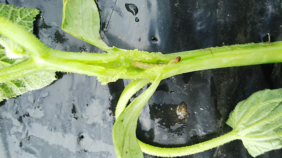 定植したきゅうりの苗が急にしおれてしまう 野菜作り失敗の傾向と対策