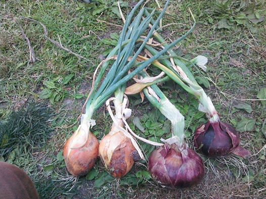 タマネギが長細くなる レモン玉 野菜作り失敗の傾向と対策 タマネギが長細くなる レモン玉 野菜作り失敗の傾向と対策