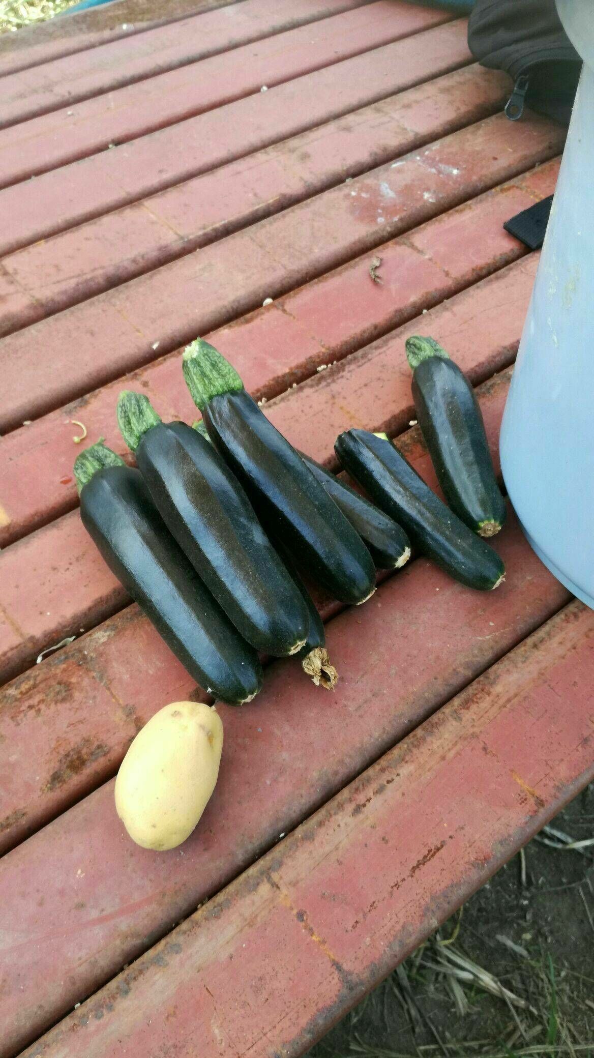 ズッキーニが大きくならないでしぼんで黄色くなる 小さく緑色が濃くなる 野菜作り失敗の傾向と対策