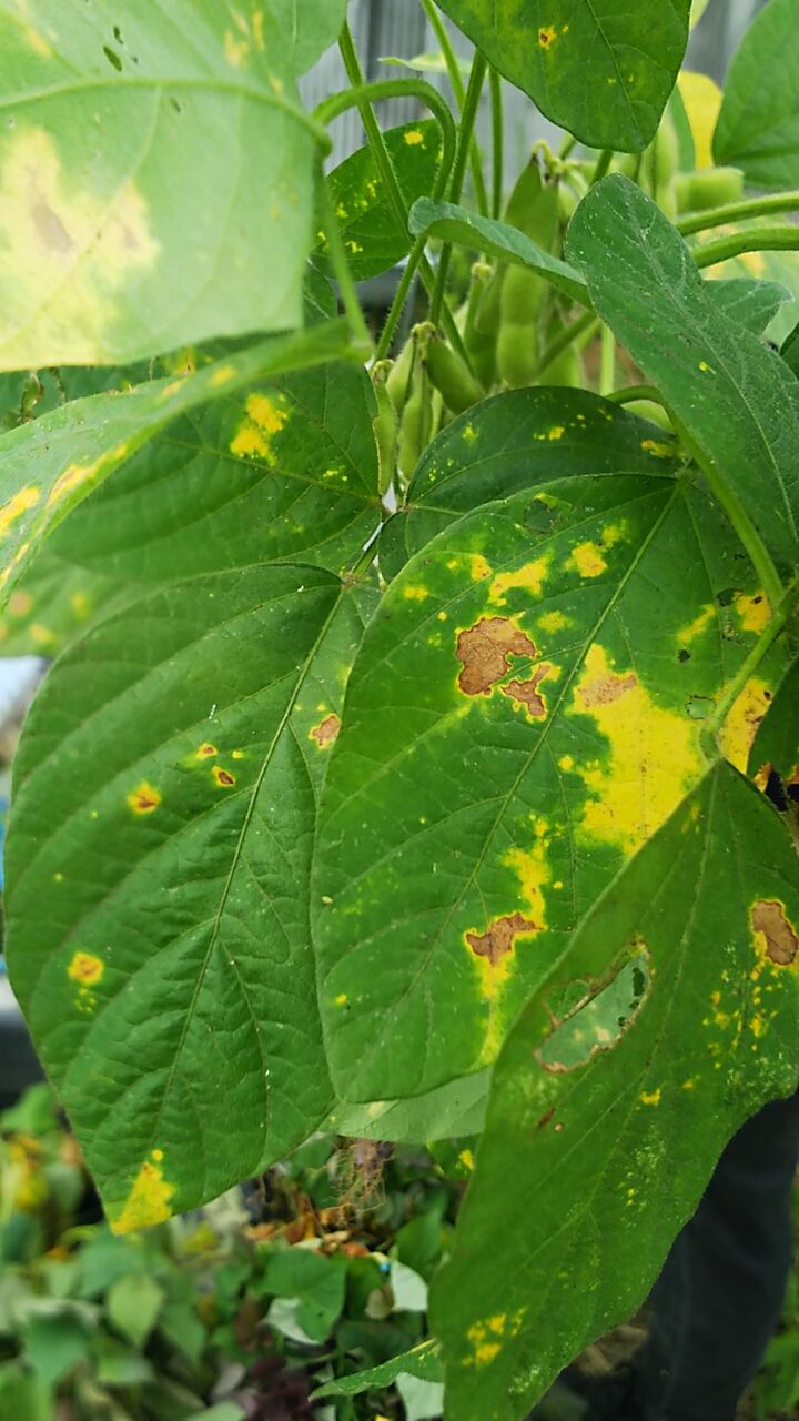 枝豆の葉に病気が出る 葉が黄色く枯れてくる 野菜作り失敗の傾向と対策