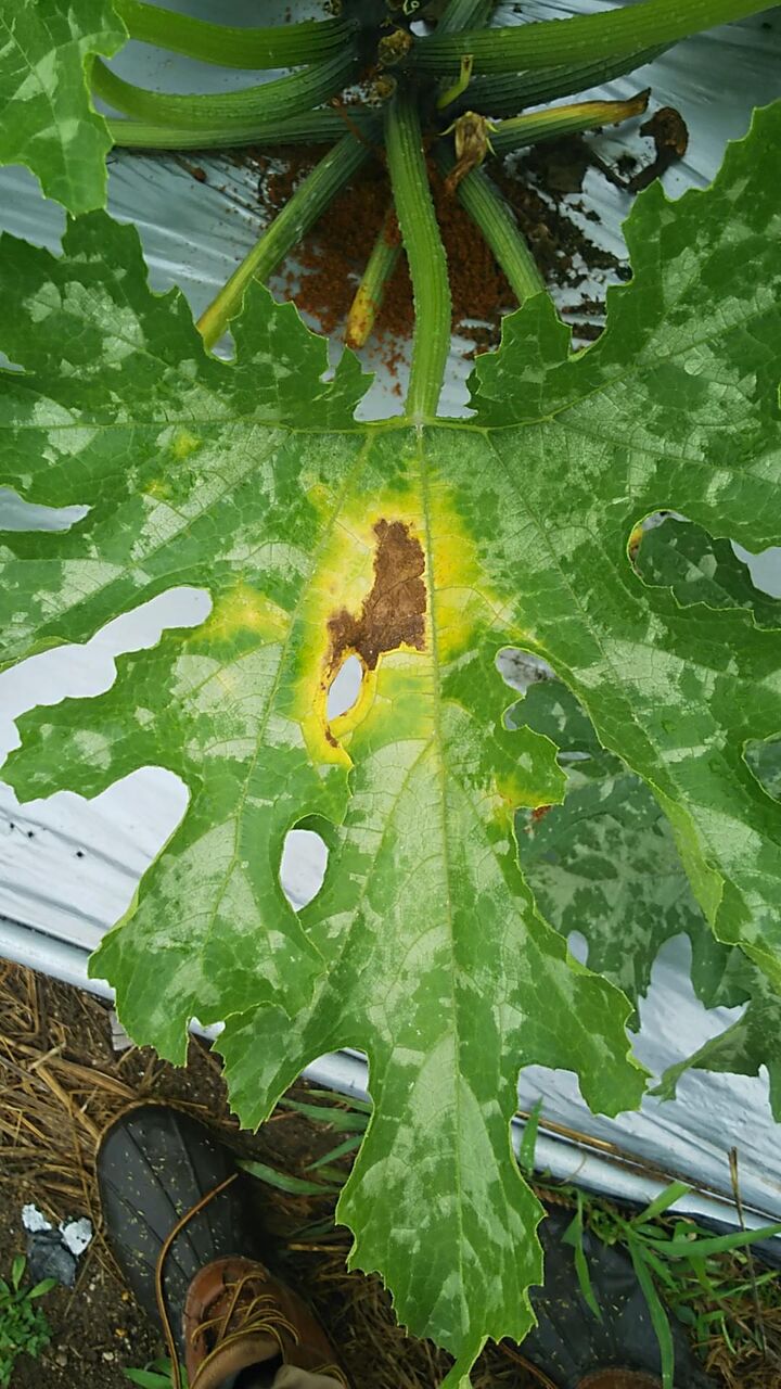 ズッキーニの葉に穴が開く 病斑がでる 野菜作り失敗の傾向と対策 ズッキーニの葉に穴が開く 病斑がでる 野菜作り失敗の傾向と対策