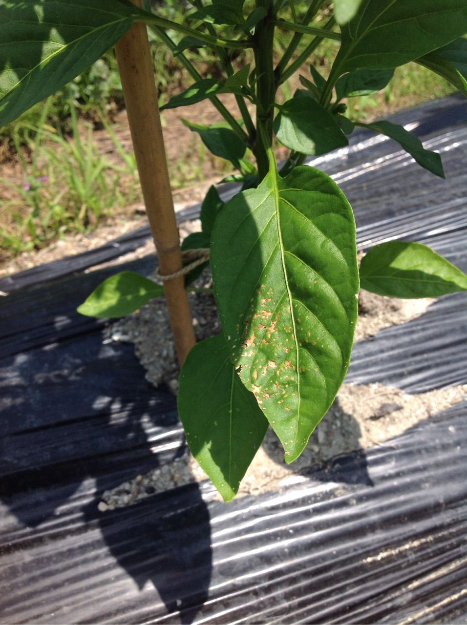 ピーマンの葉にかすれたような模様がある 野菜作り失敗の傾向と対策