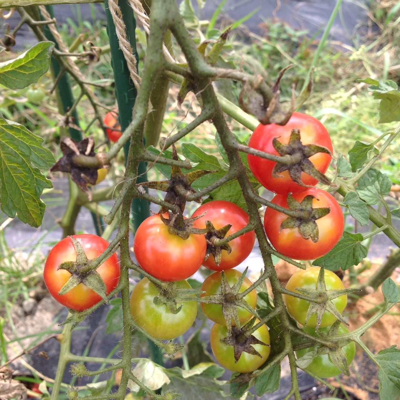 トマトの茎が茶色っぽく少しずつ葉が枯れてくる 野菜作り失敗の傾向と対策