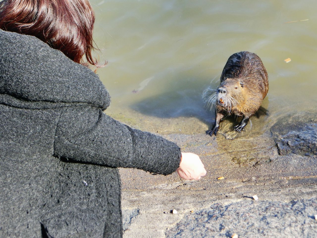 水鳥ウォッチング 会えなかった白鳥と 珍客 次はお手でもする のほほん すずらんの気まぐれ日記 水鳥ウォッチング 会えなかった白鳥と 珍客 次はお手でもする のほほん すずらんの気まぐれ日記