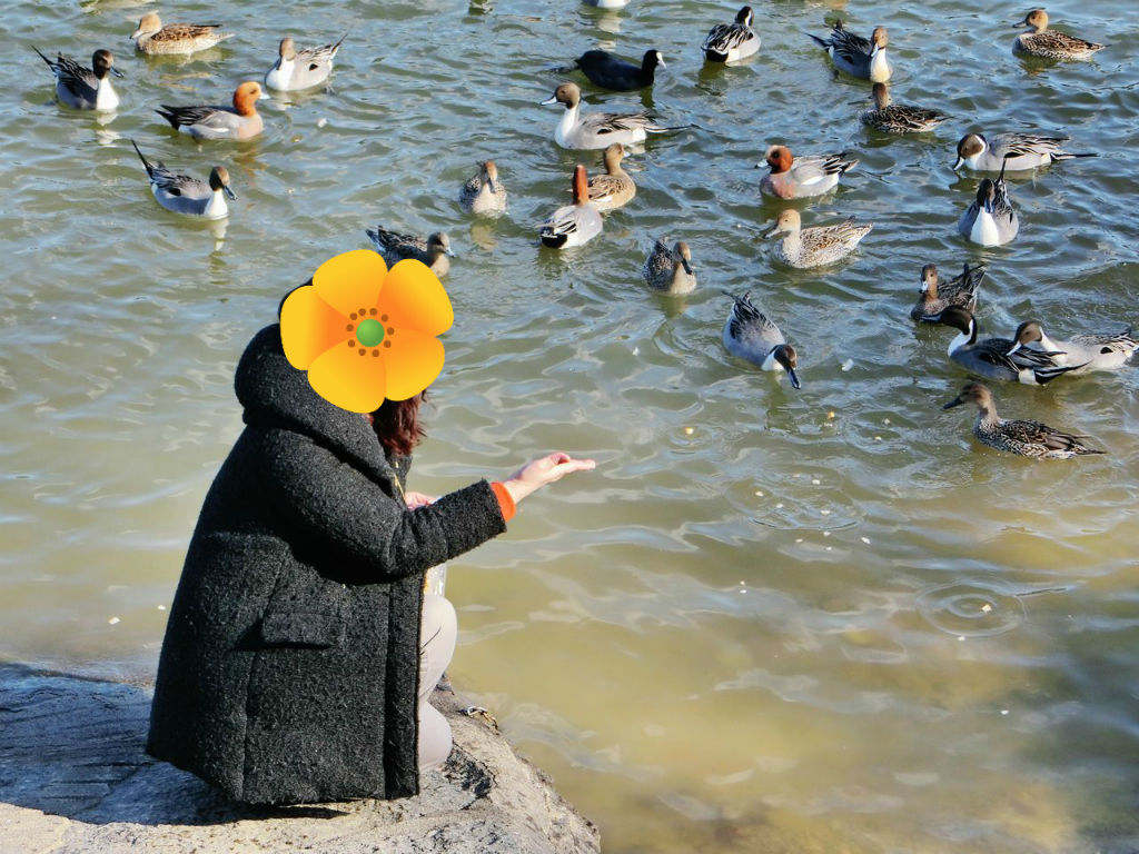 水鳥ウォッチング 会えなかった白鳥と 珍客 次はお手でもする のほほん すずらんの気まぐれ日記 水鳥ウォッチング 会えなかった白鳥と 珍客 次はお手でもする のほほん すずらんの気まぐれ日記