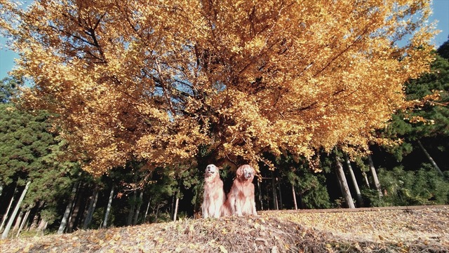 20251120_153751619_R