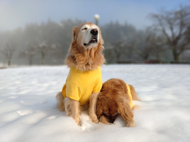 20251228_090925372_R