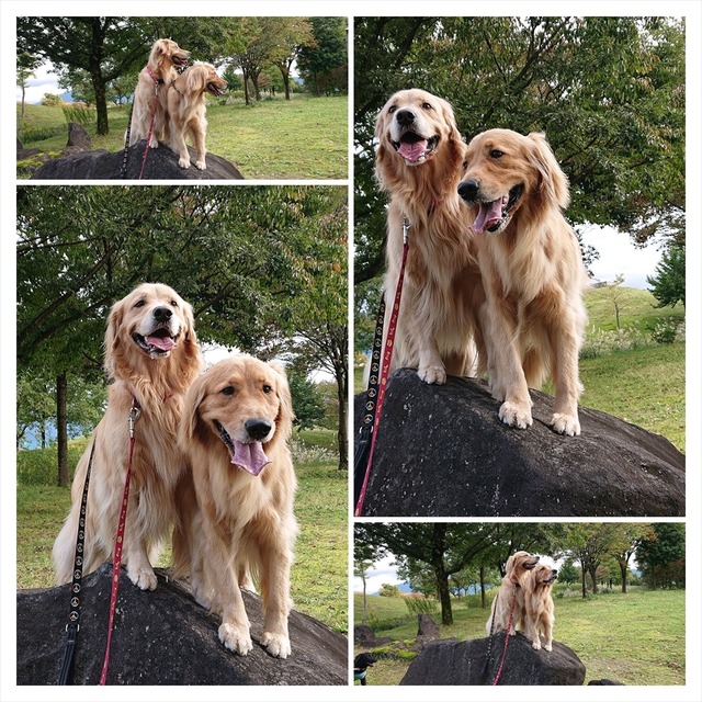 DSC_1700-COLLAGE_R