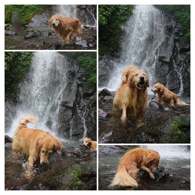 DSC_0460-COLLAGE