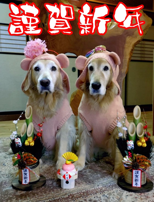 24fafbd1-c35b-4d00-a044-b4d5fd656875