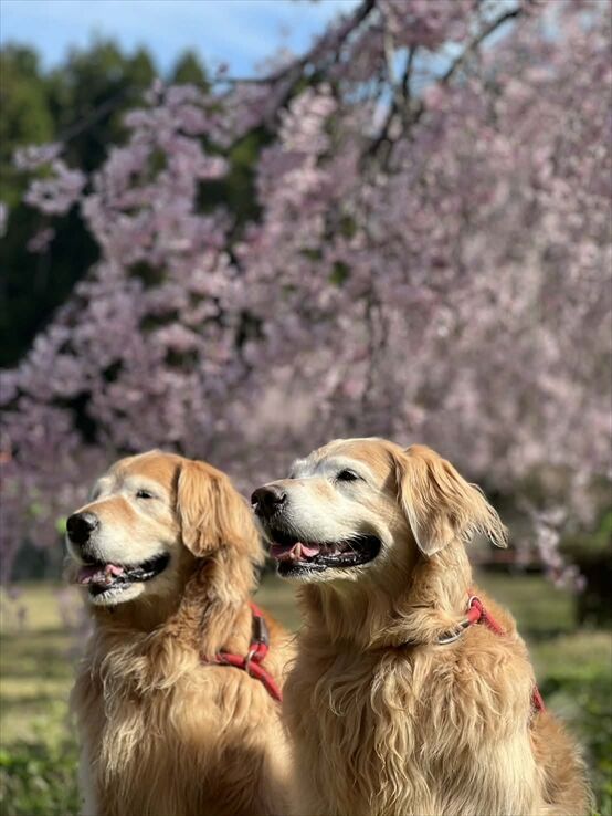 db9af60b-18be-4300-b4a7-e63ad4a630d4_R