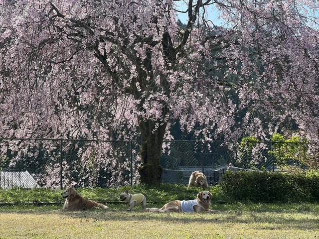 4ae49e08-e1c8-4b80-a904-4be716e5a634_R