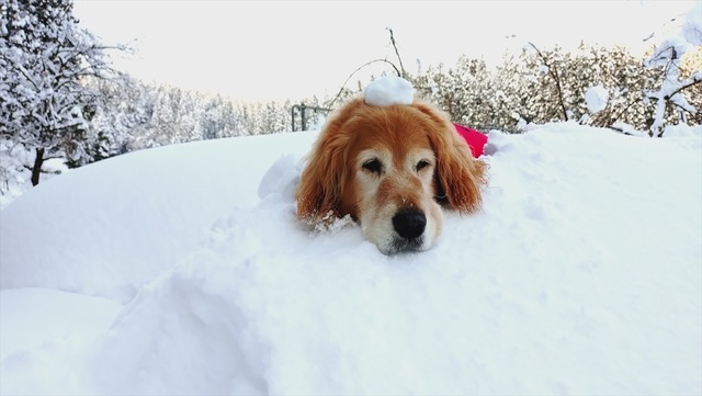 20260126_155906987_R